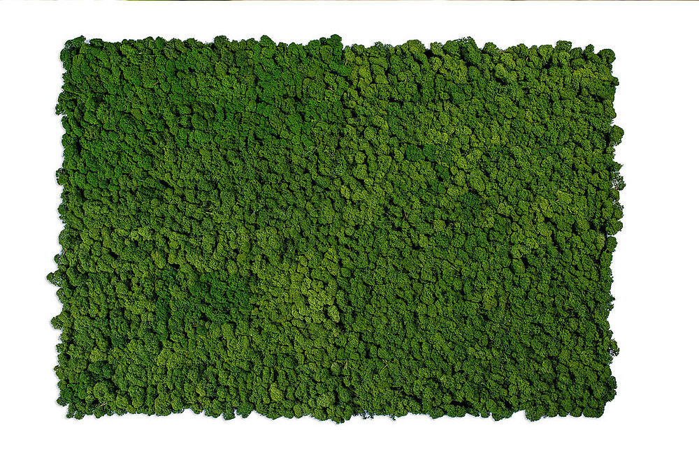 Žaliosios samanų sienos